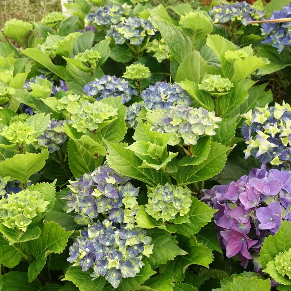 Hortênsia macrophylla Lady Mata Hari