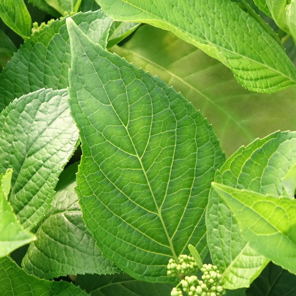 Hortênsia macrophylla Princess Diana