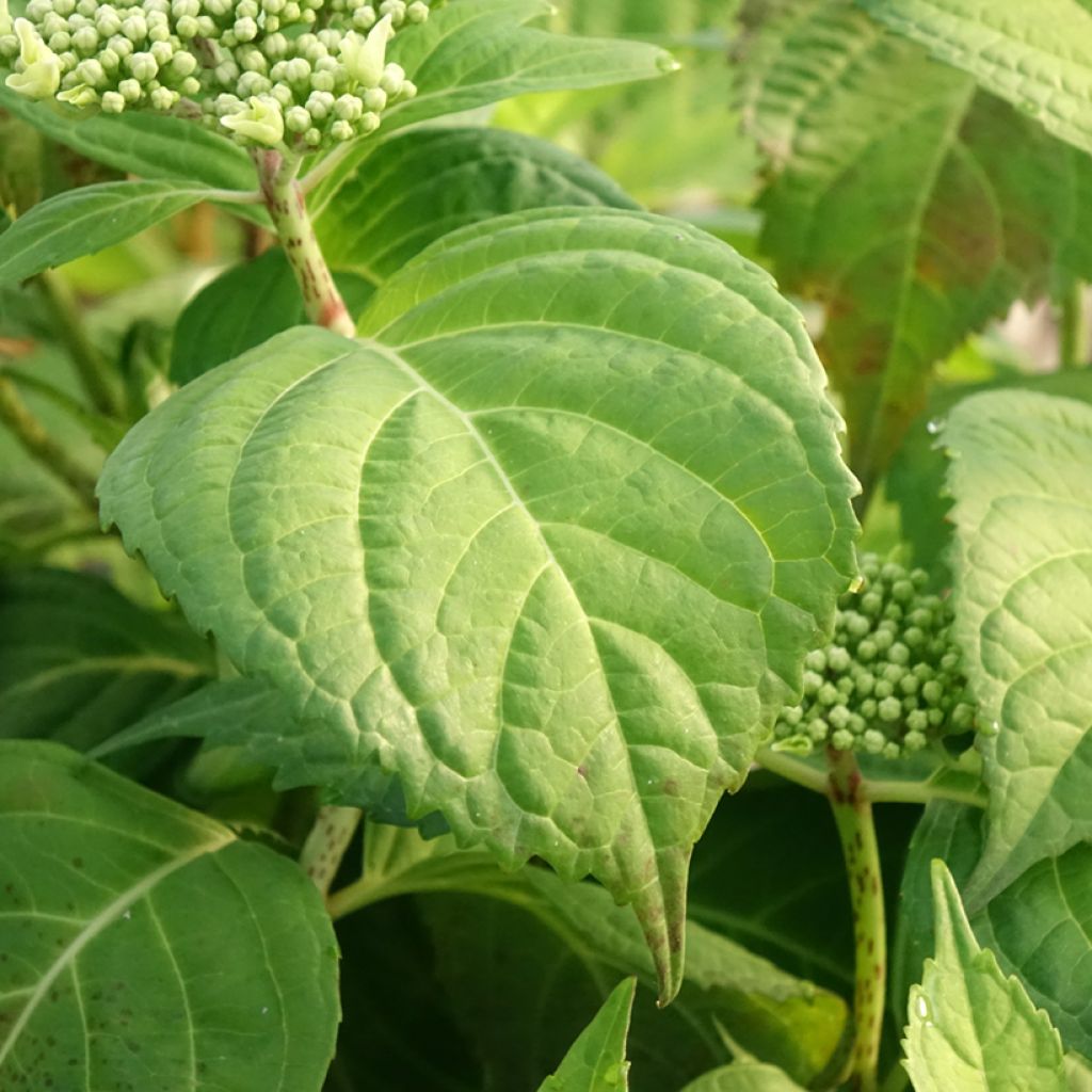 Hortênsia macrophylla Veitchii