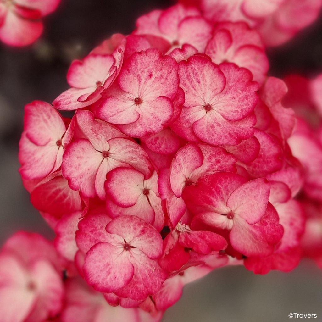 Hortênsia macrophylla Black Velvet