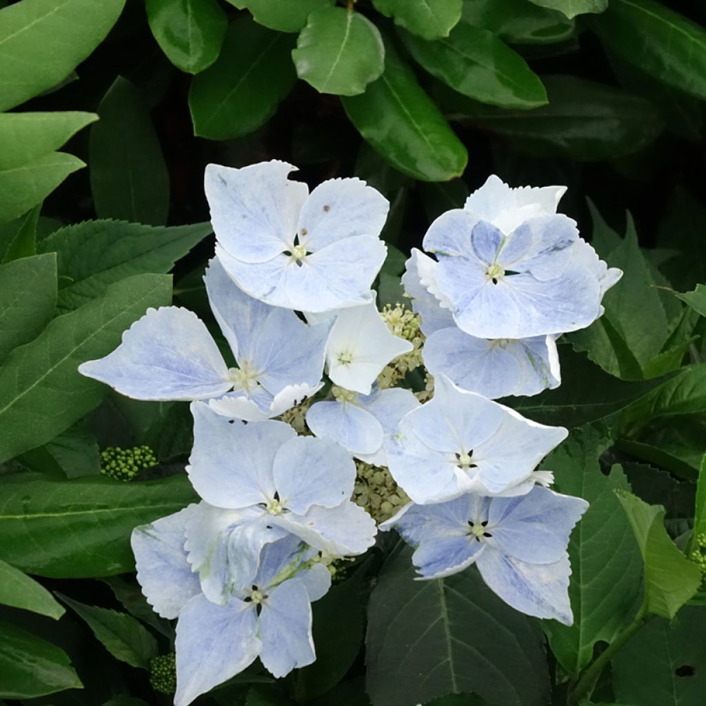 Hortênsia Renaissance