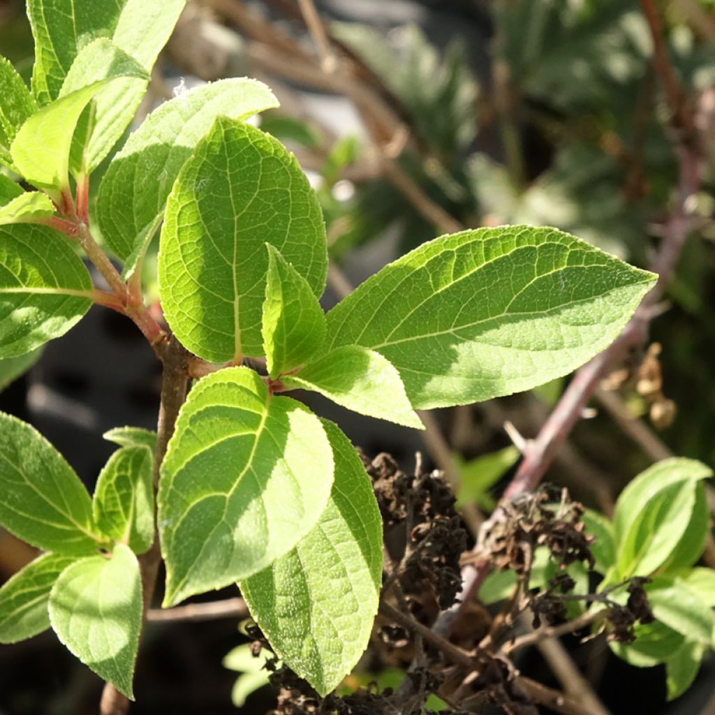 Hortênsia paniculata Mojito