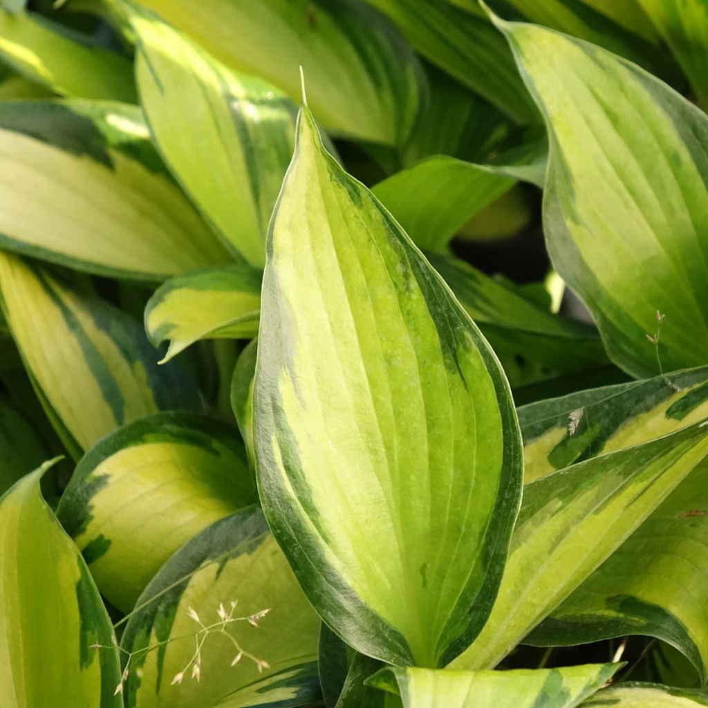 Hosta Ayesha
