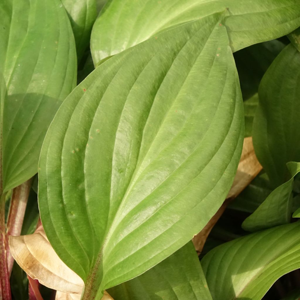 Hosta First Blush