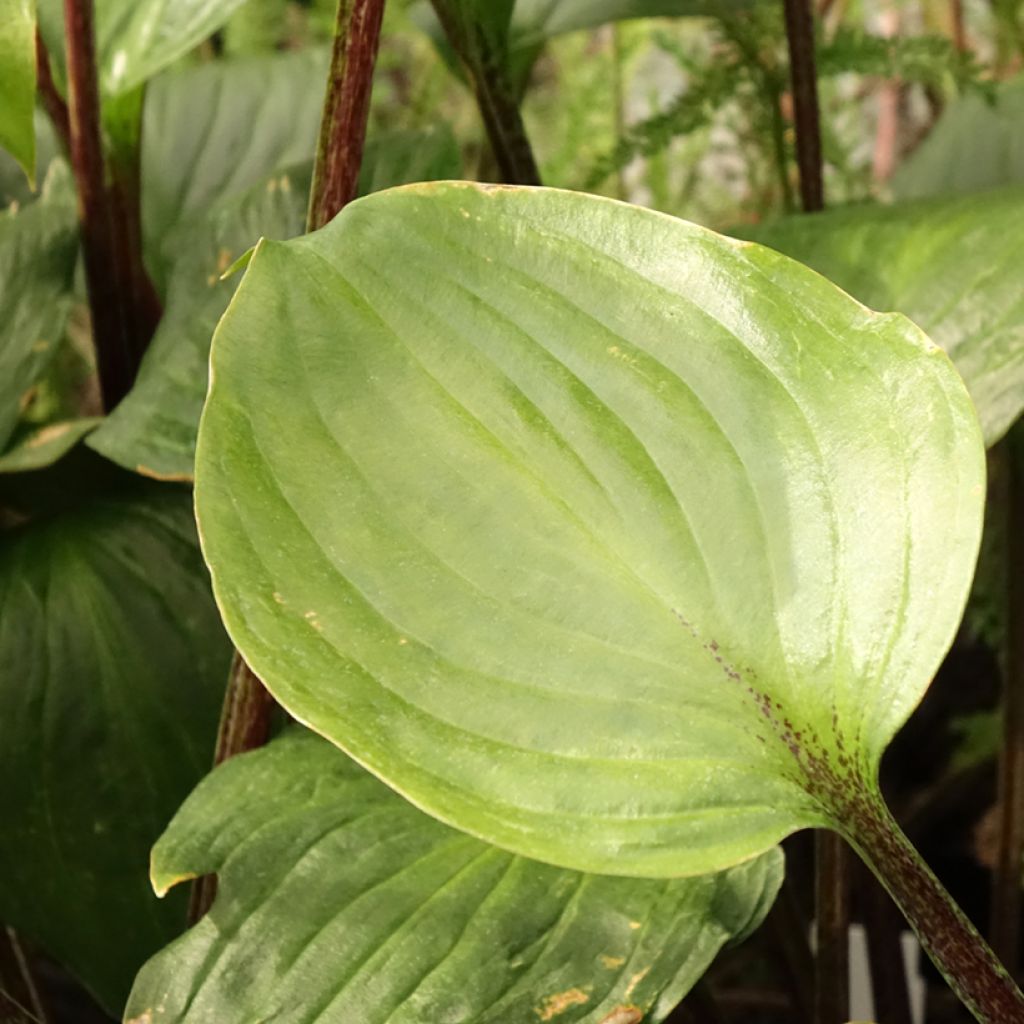 Hosta Gooseberry Sundae