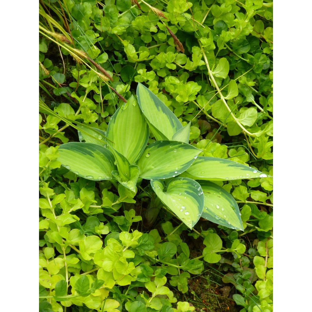 Hosta tardiana June
