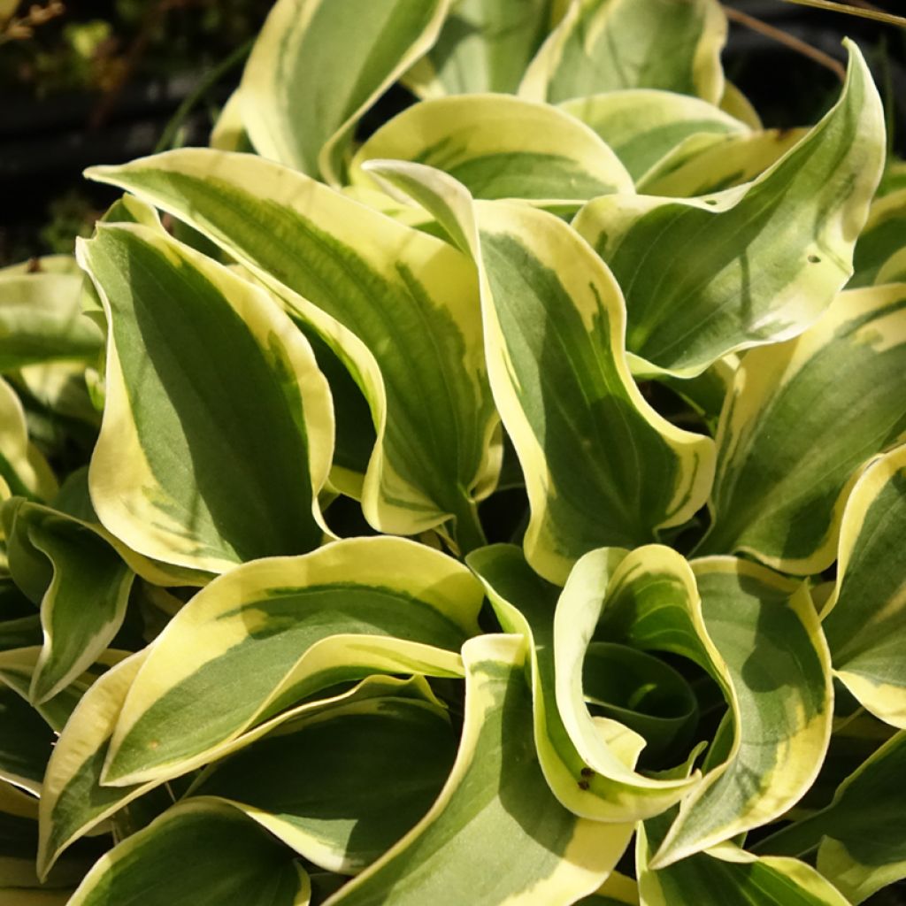 Hosta Mini Skirt