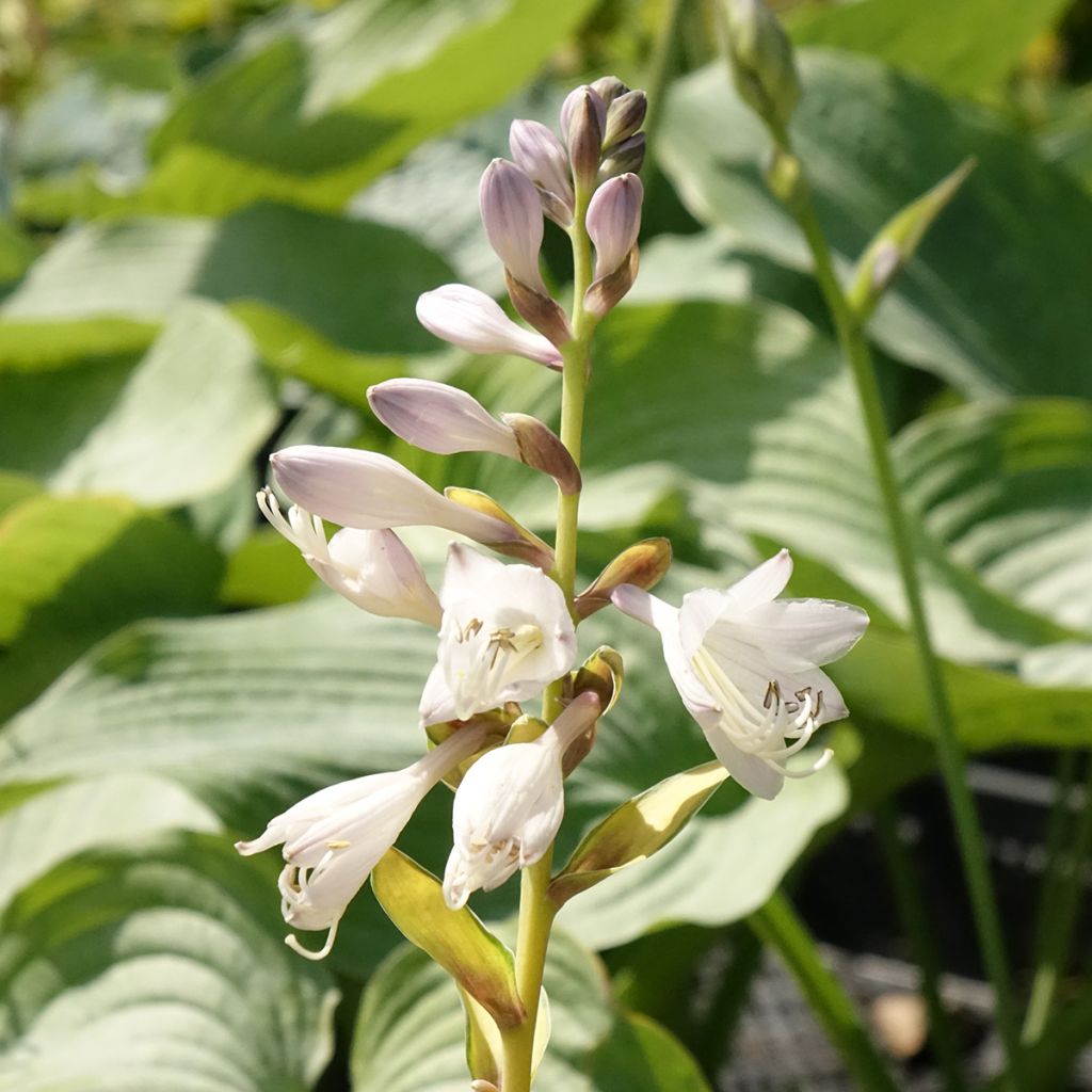 Hosta Orange Marmelade