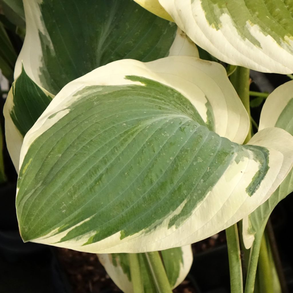 Hosta Orion's Belt