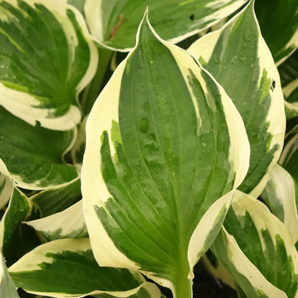 Hosta fortunei Patriot's Fire