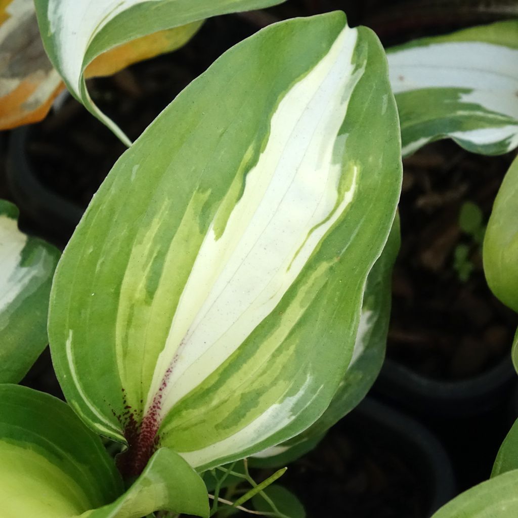 Hosta Raspberry Sundae