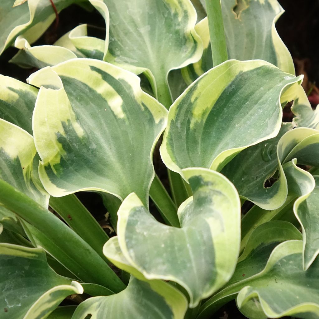 Hosta Smiling Mouse