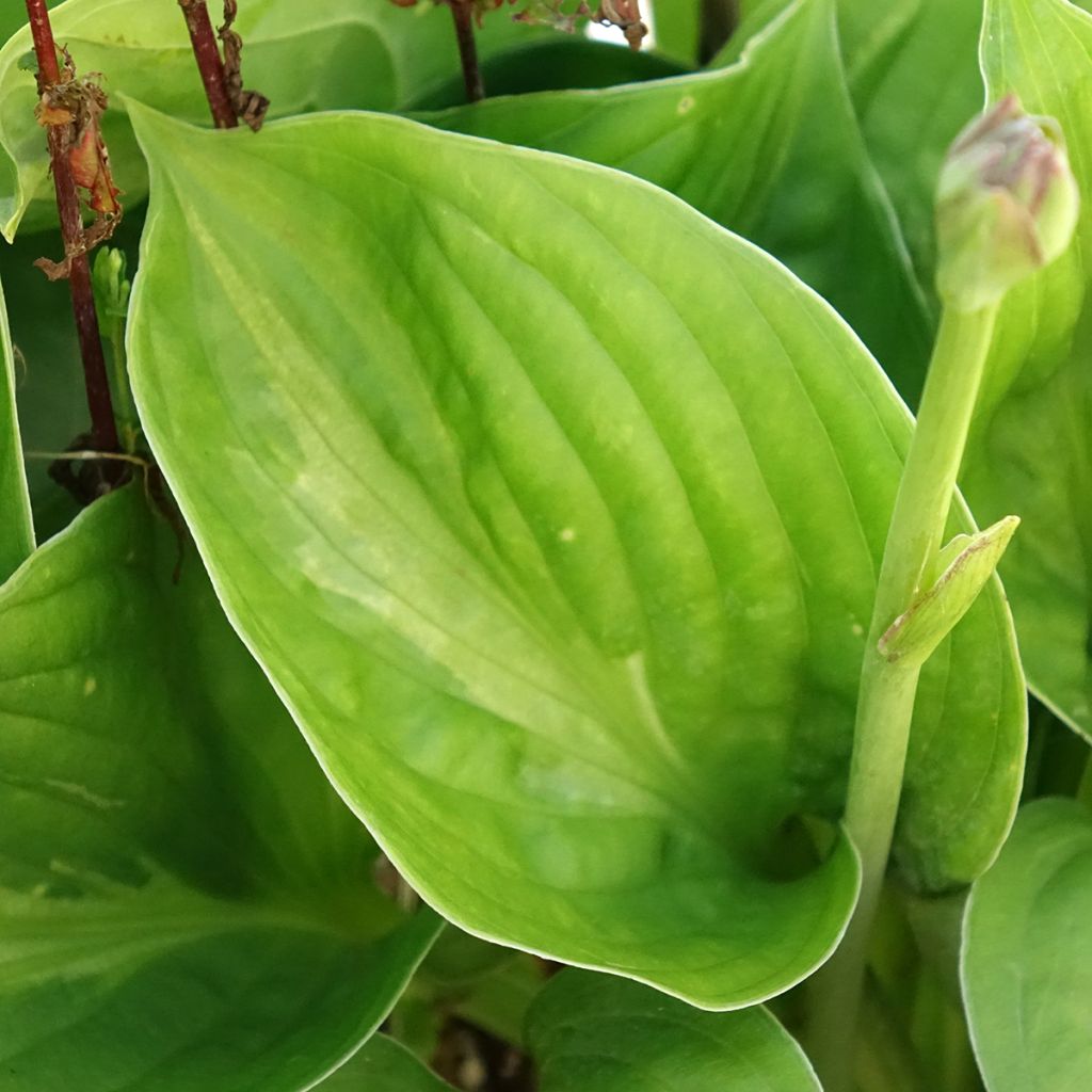 Hosta Victor
