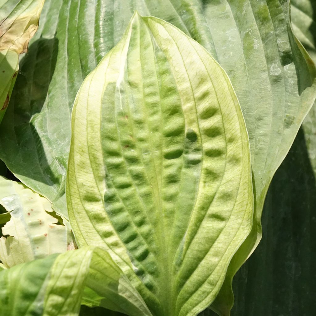 Hosta Yellow Polka Dot Bikini