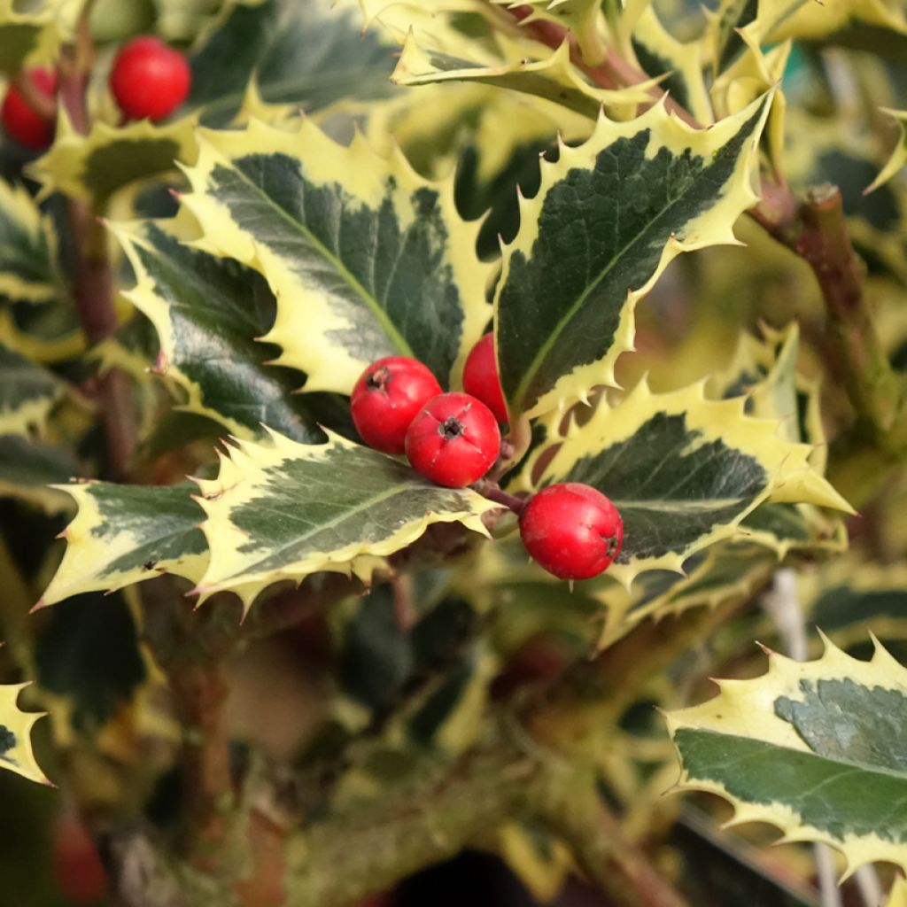 Azevinho Argenteomarginata