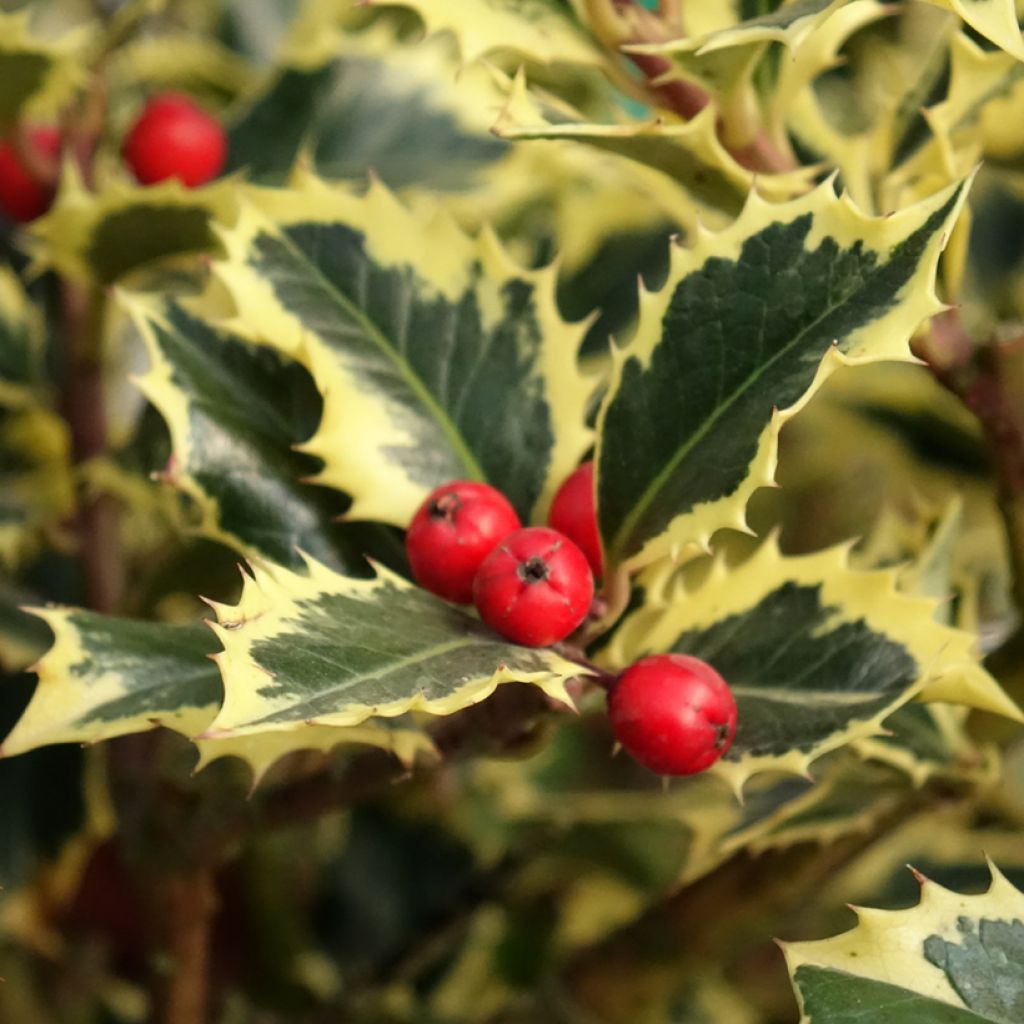 Azevinho Argenteomarginata