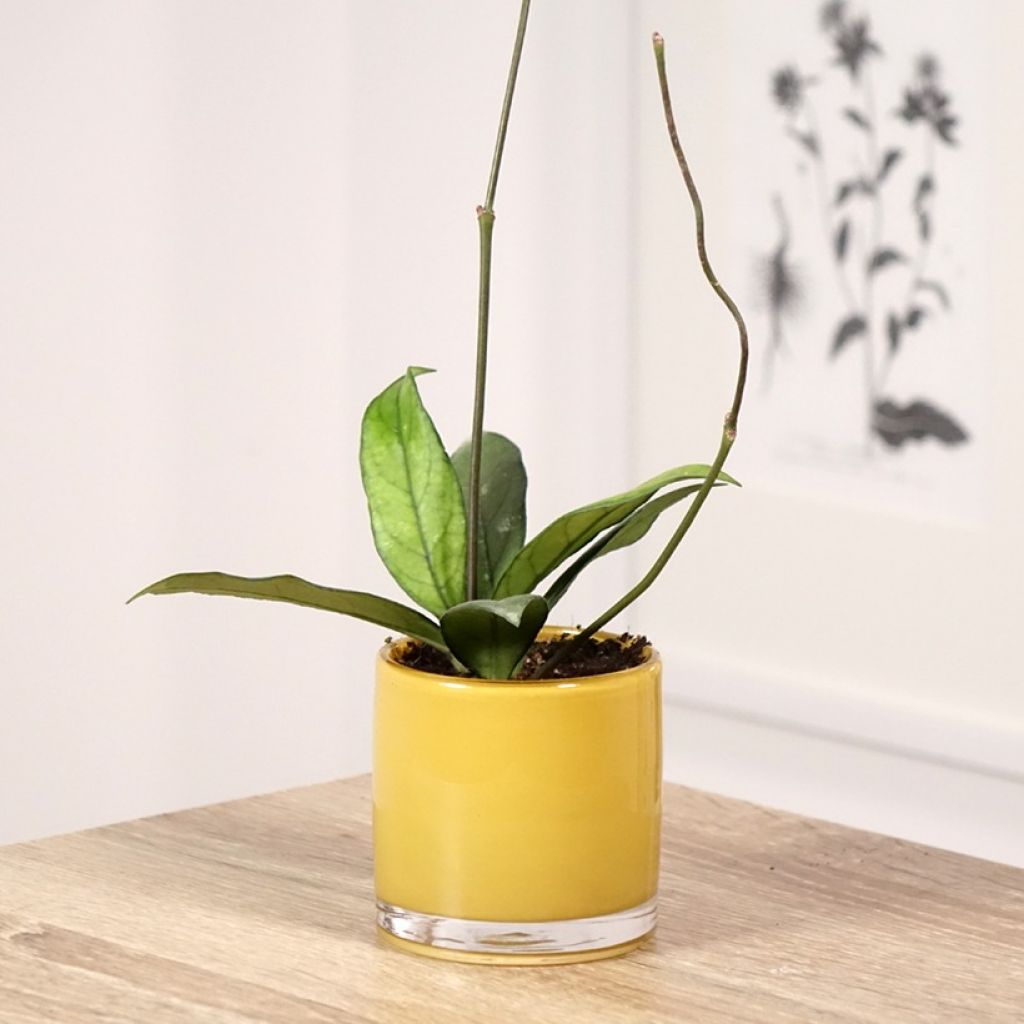 Hoya crassipetiolata