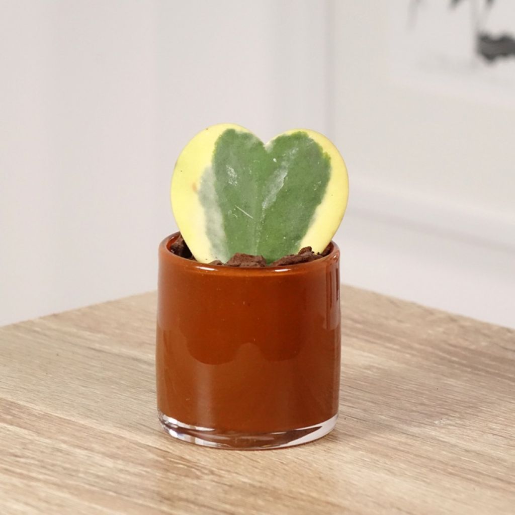 Hoya kerrii Variegata