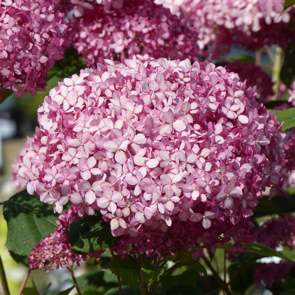 Hortênsia arborescens Pink Annabelle (Invincibelle)