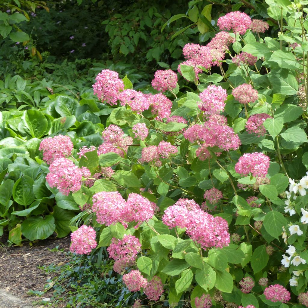 Hortênsia arborescens Pink Annabelle (Invincibelle)