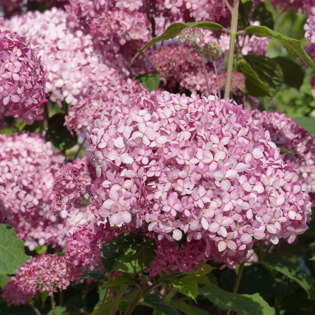 Hortênsia arborescens Pink Annabelle (Invincibelle)