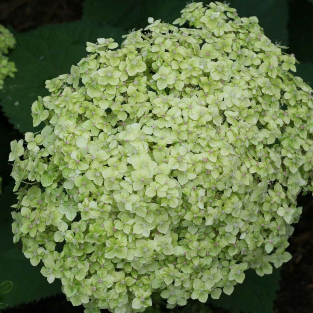 Hortênsia arborescens Lime Rickey