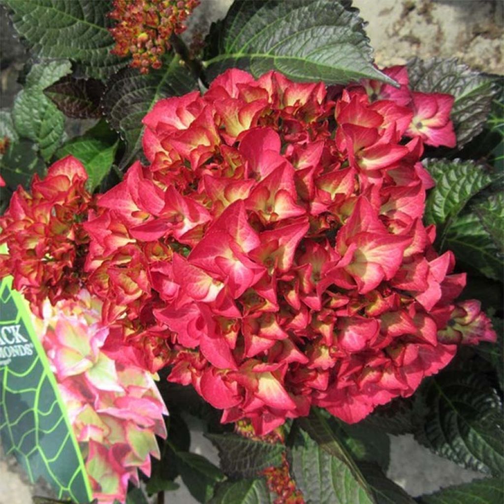 Hortênsia macrophylla Black Diamonds Dark Angel