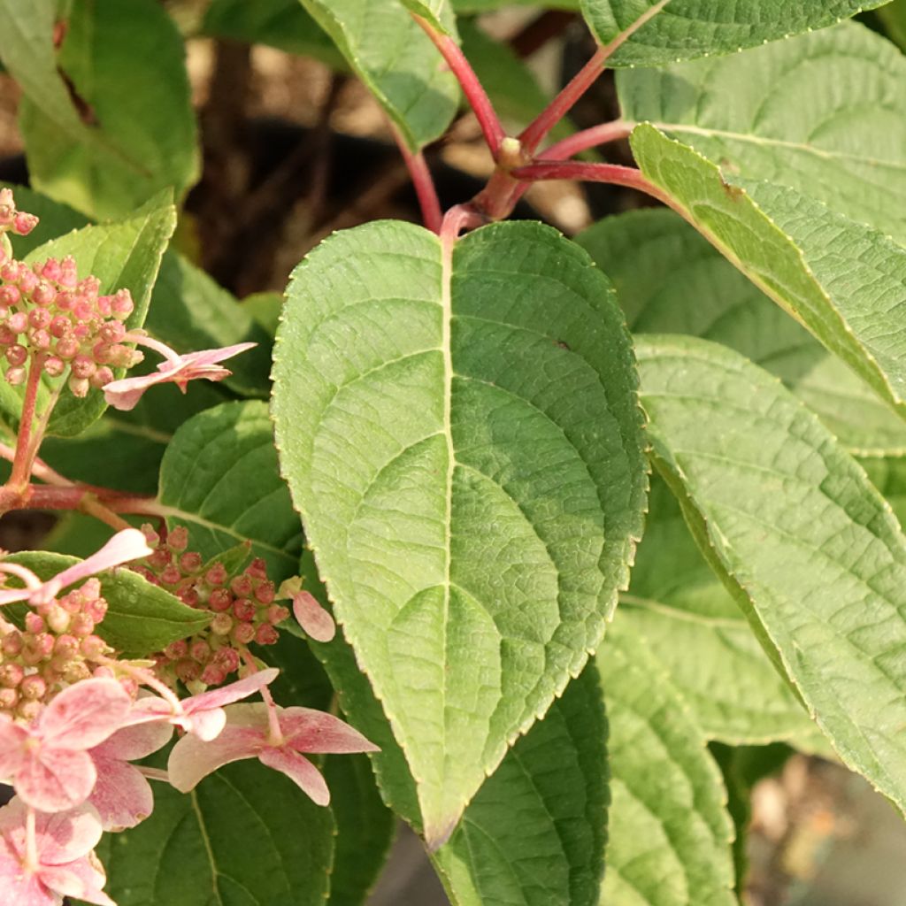 Hortênsia paniculata Polestar