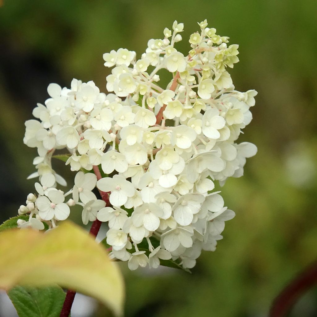 Hortênsia paniculata Sundae Fraise