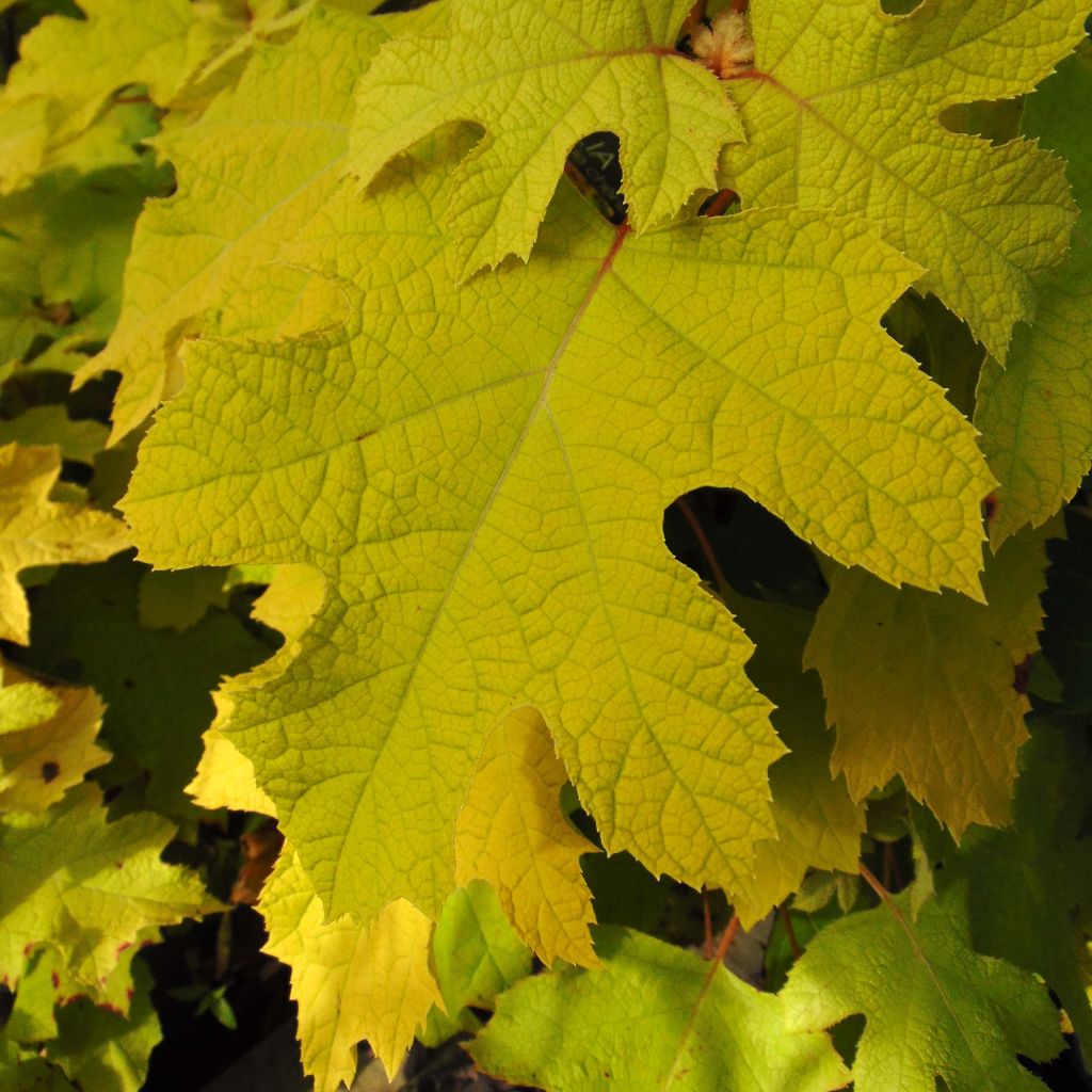 Hortênsia quercifolia Little Honey