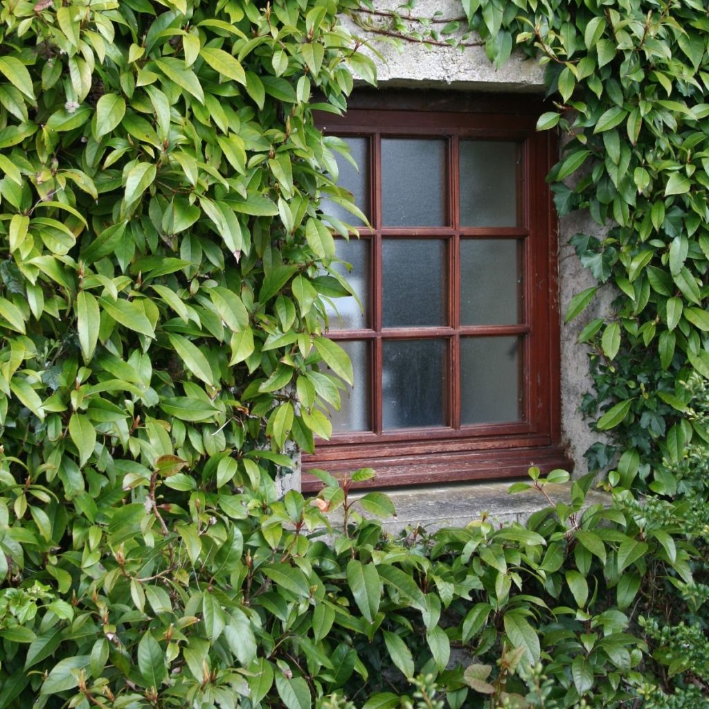 Hortênsia trepadeira seemanii