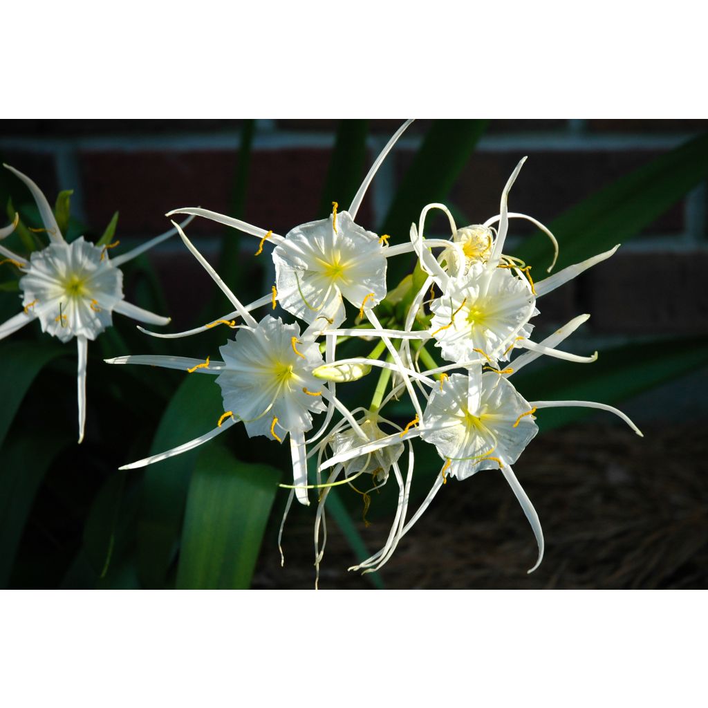 Hymenocallis festalis Branca