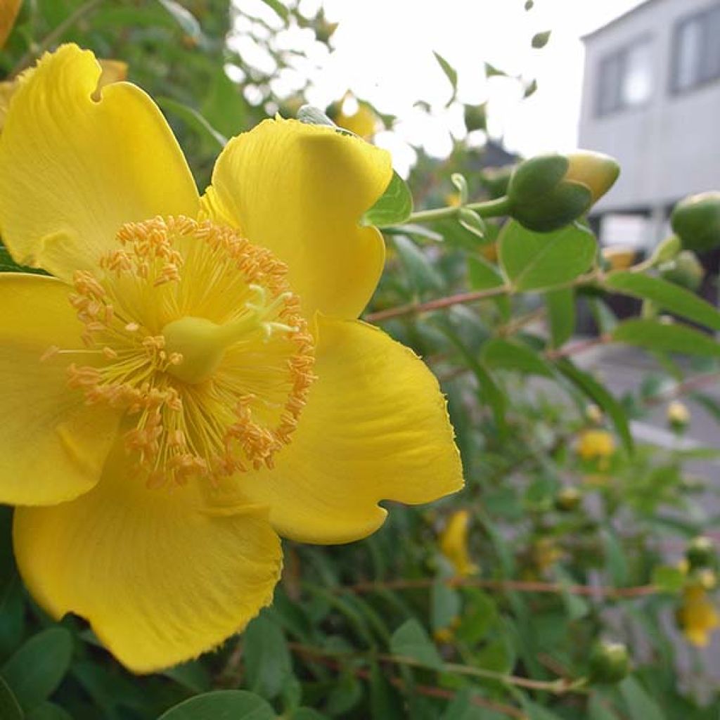 Hypericum calycinum