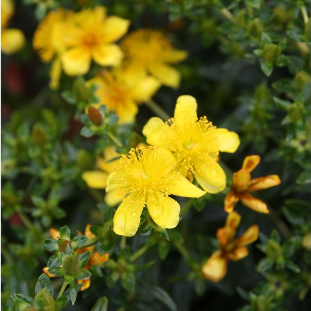 Hypericum kalmianum Gemo