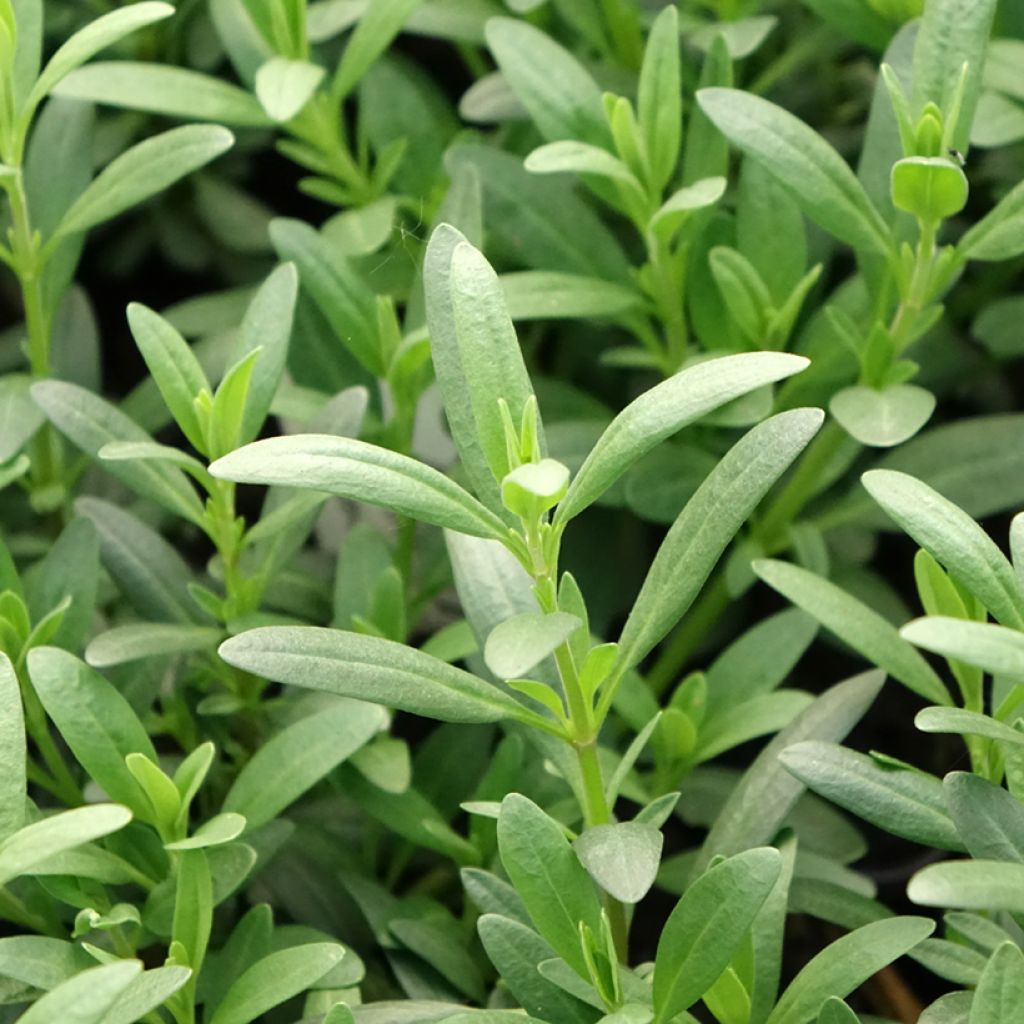 Hyssopus officinalis