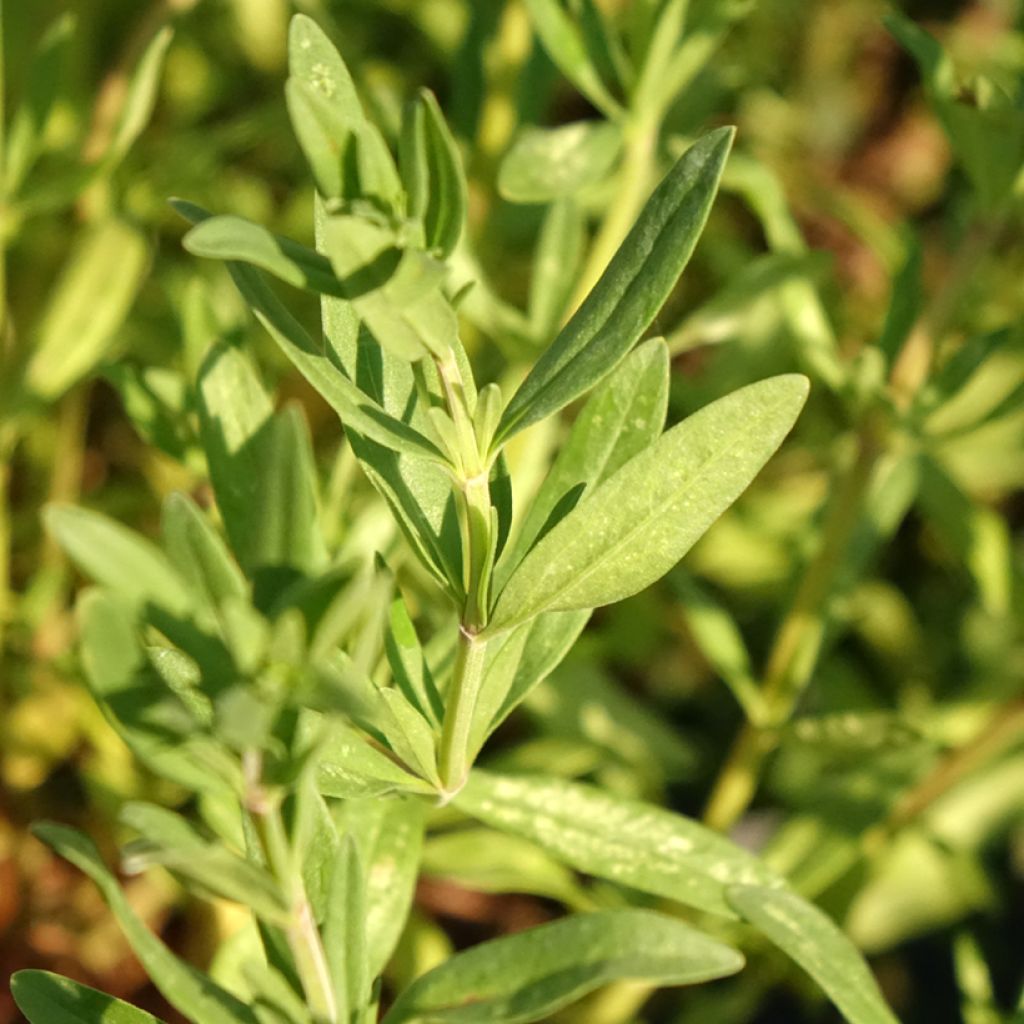 Hyssopus officinalis