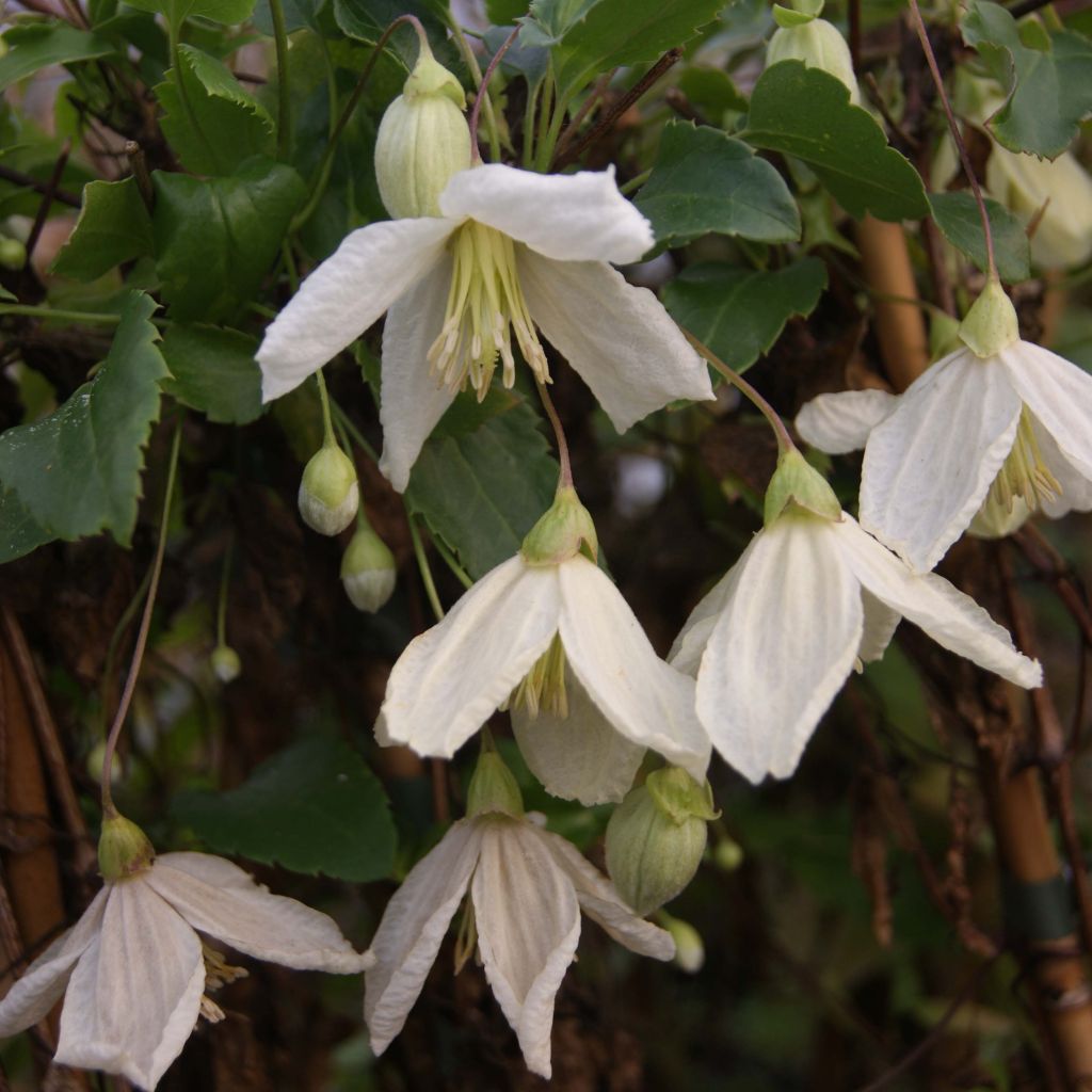 Clematis Jingle Bells