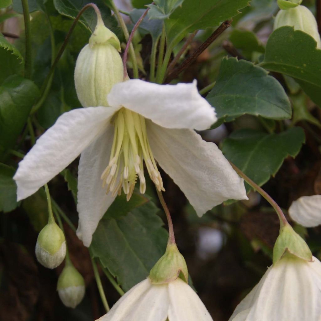 Clematis Jingle Bells