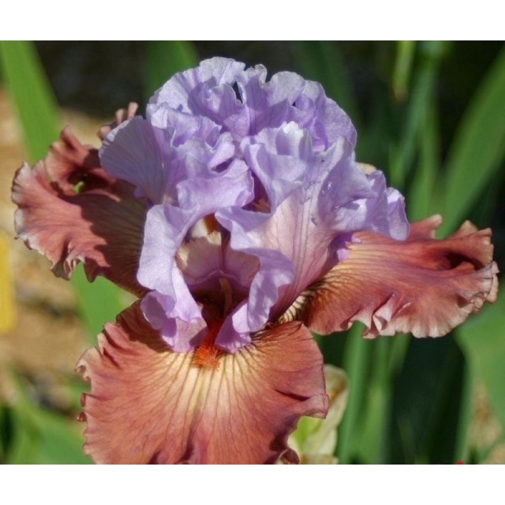 Iris germanica Adoranova
