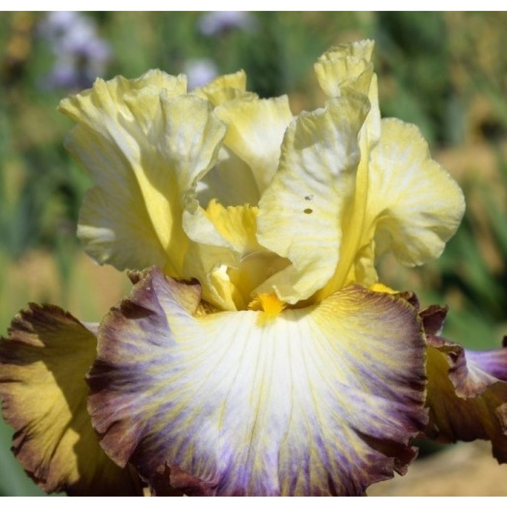 Iris germanica Above The Rim