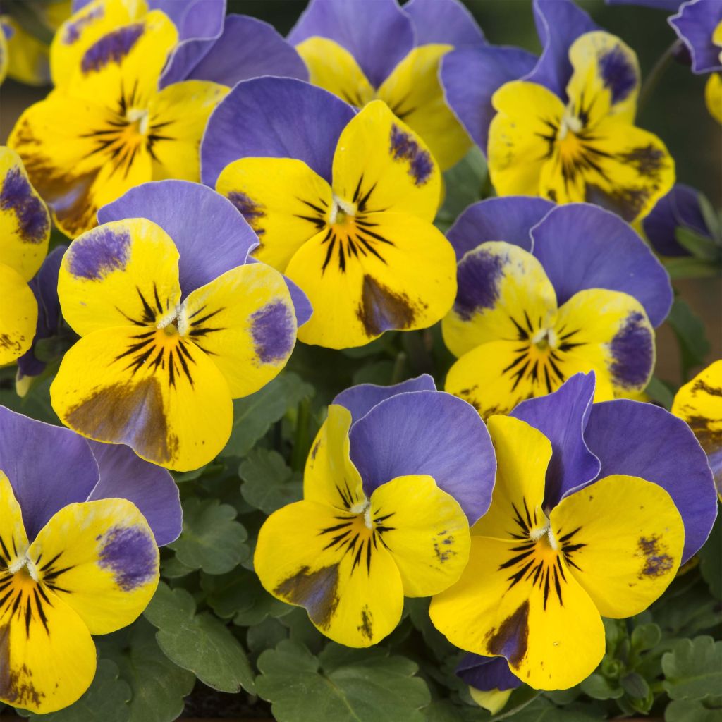 Viola cornuta Yellow Blue Jump-Up
