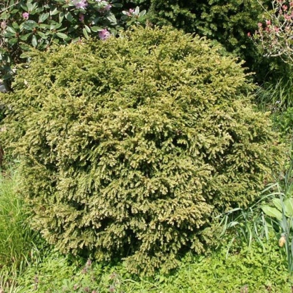 Taxus baccata em bola