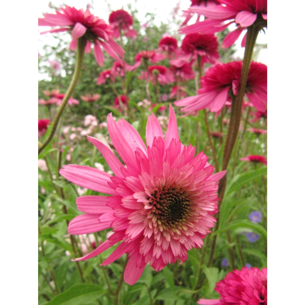 Echinacea Southern Belle