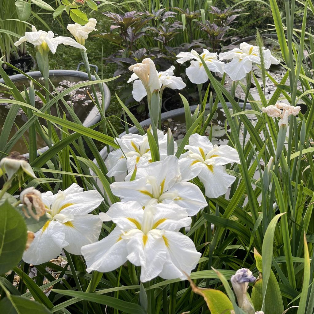 Iris ensata White Ladies
