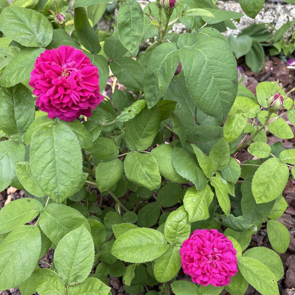 Rosa x damascena