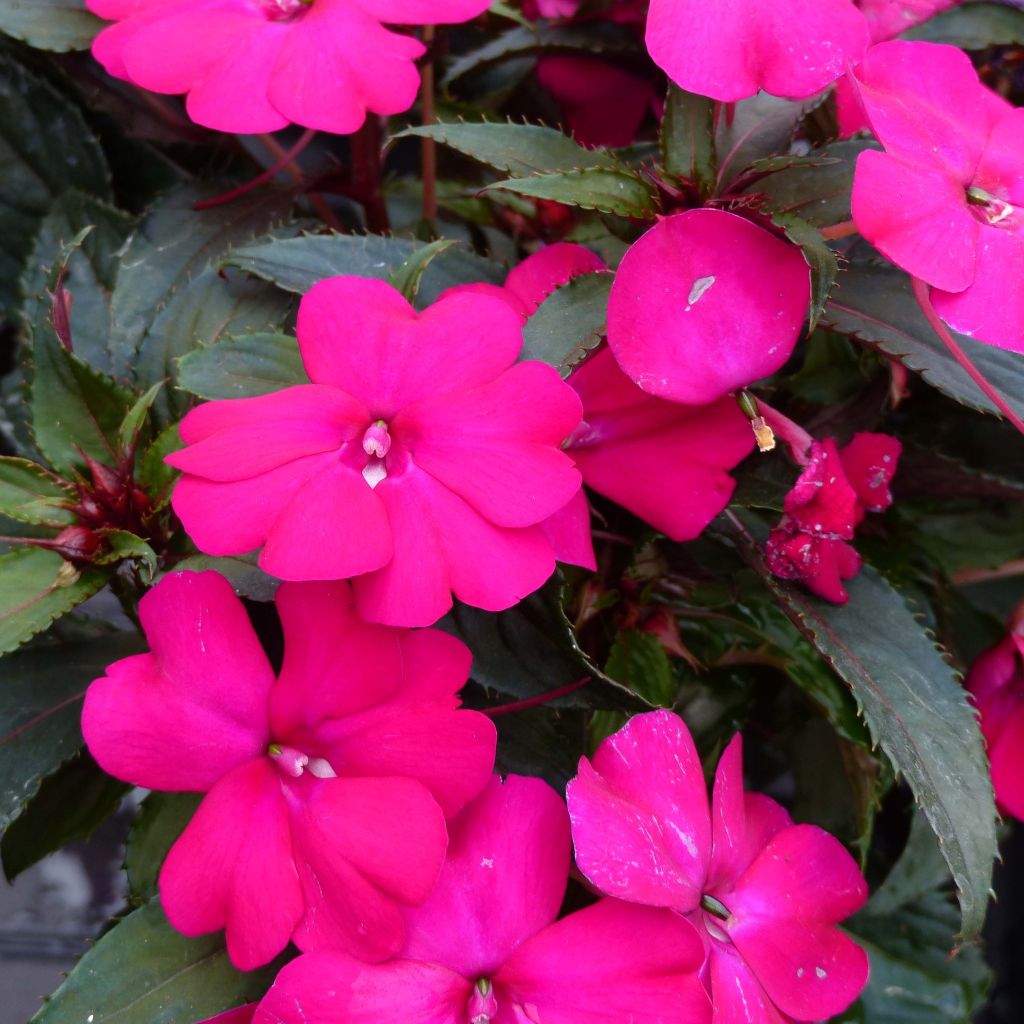 Alegria-da-casa SunPatiens Compact Purple - Impatiens