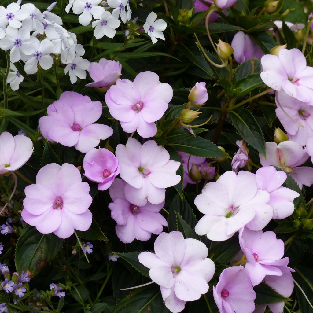 Alegria-da-casa Sunpatiens Compact Orchid Blush - Impatiens