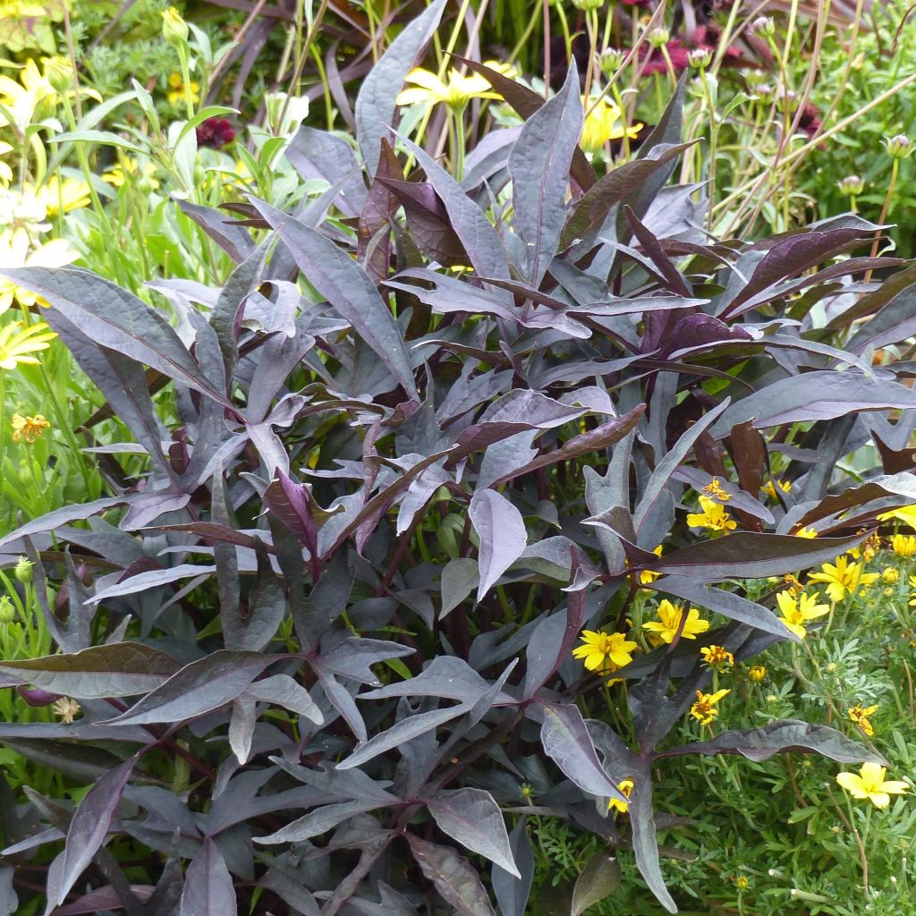 Ipomoea batatas Illusion Midnight Lace