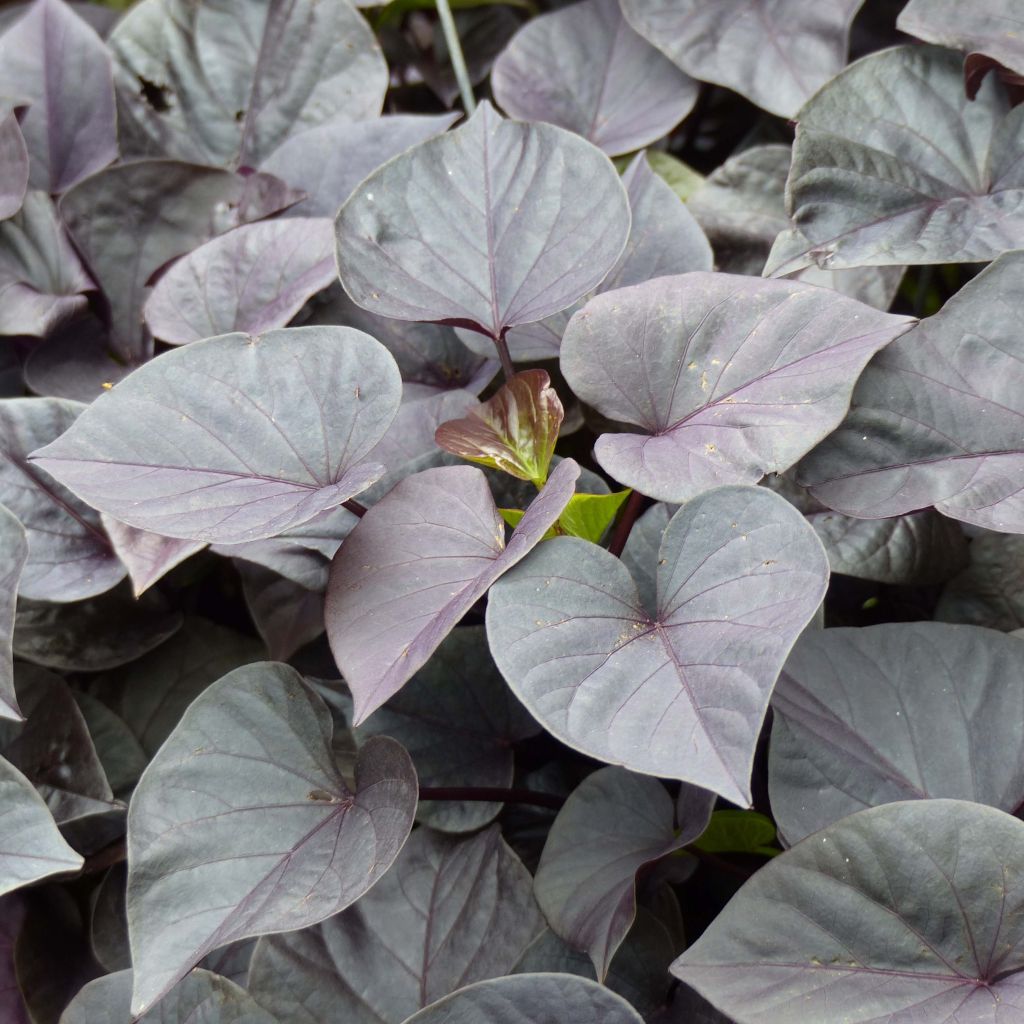Ipomoea batatas Sweet Heart Jet Black