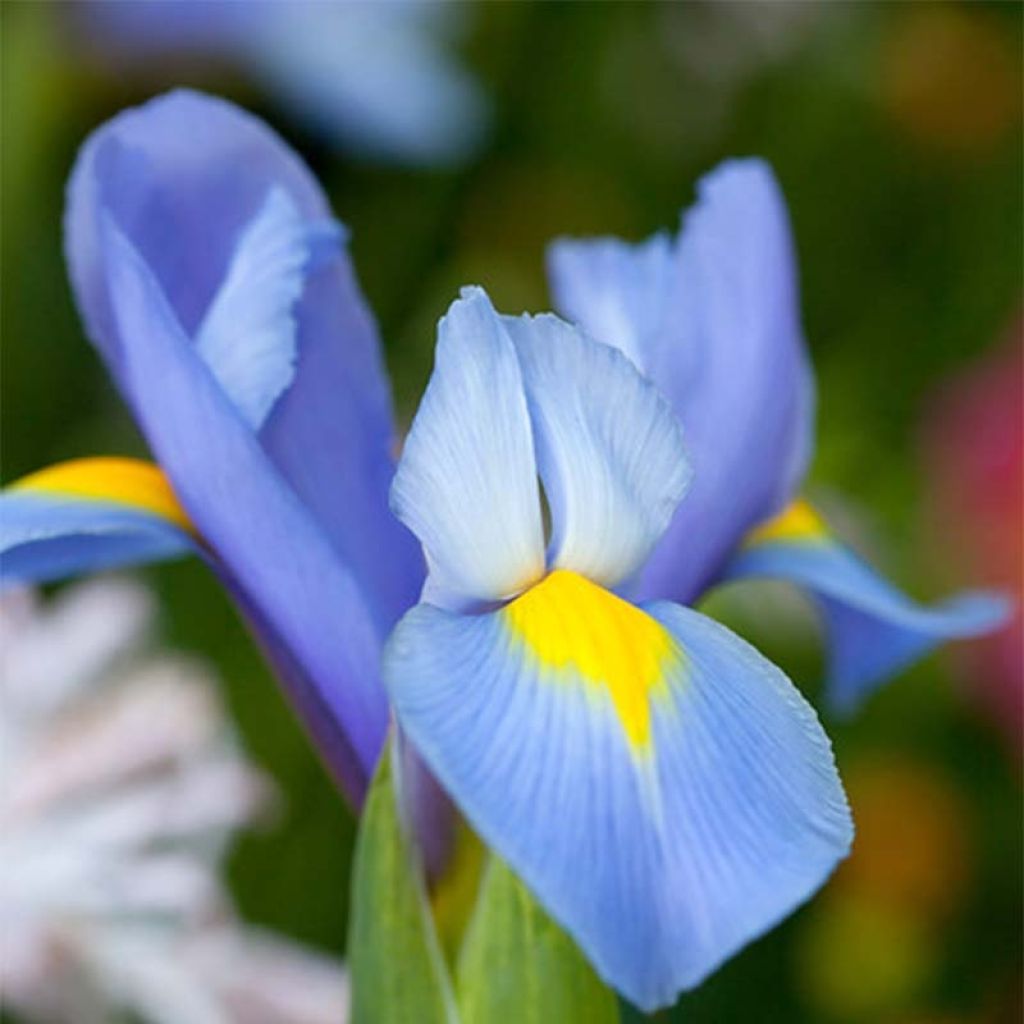 Iris hollandica Professor Blaauw
